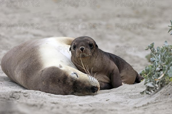 Australian sea lion