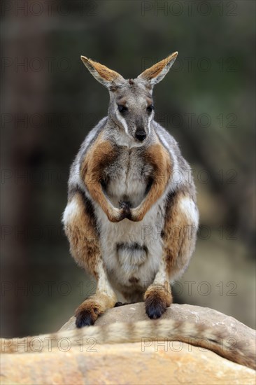 Yellow-footed rock-wallaby