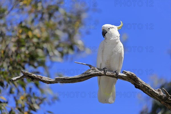 Sulphur-crested cockatoo