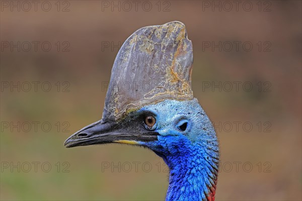 Double-wattled cassowary