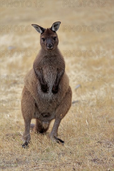 Kangaroo Island grey kangaroo