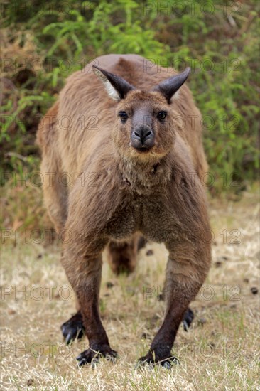 Kangaroo Island kangaroo