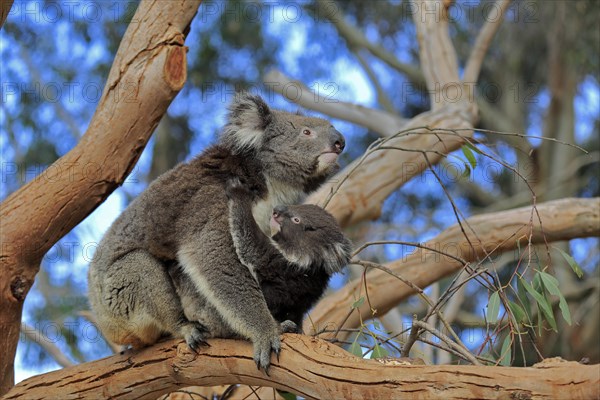 Koalas