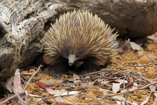 Short-beaked echidna