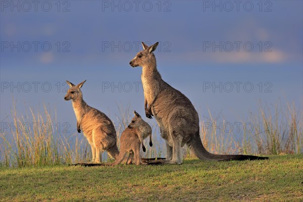 Eastern giant grey kangaroo