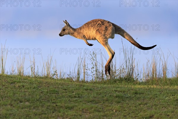 Eastern grey kangaroo