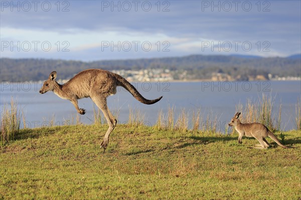 Eastern giant grey kangaroo