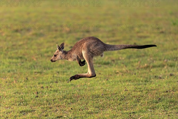 Eastern giant grey kangaroo