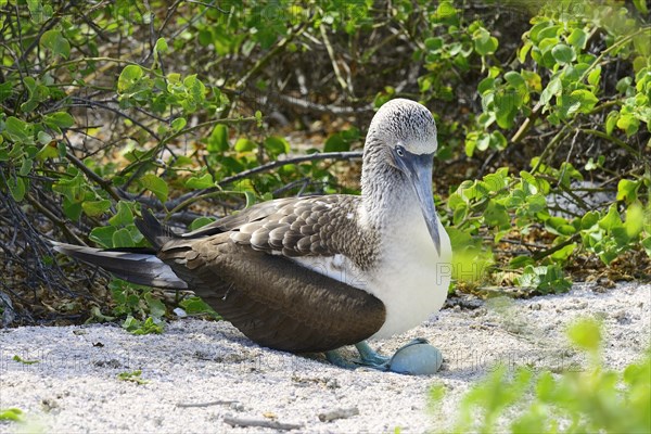 Blue-footed booby