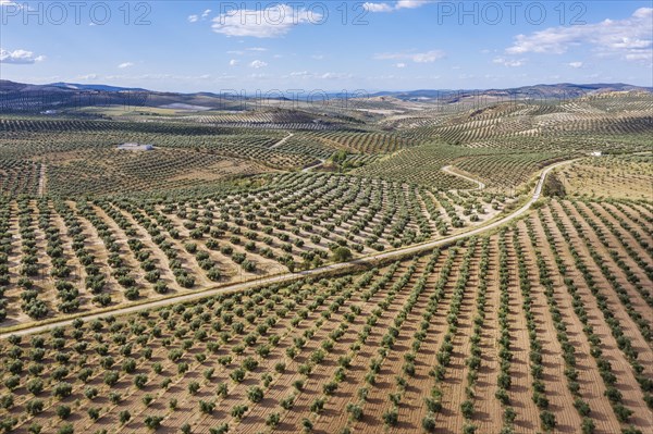 Cultivated olive trees