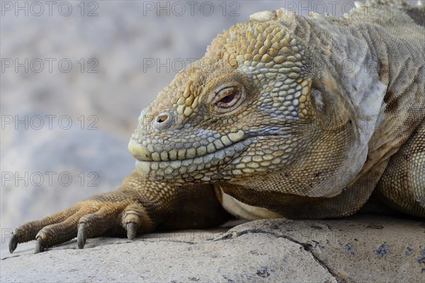 Druze head or Galapagos land iguana