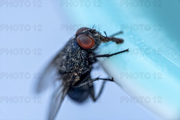 Blow fly