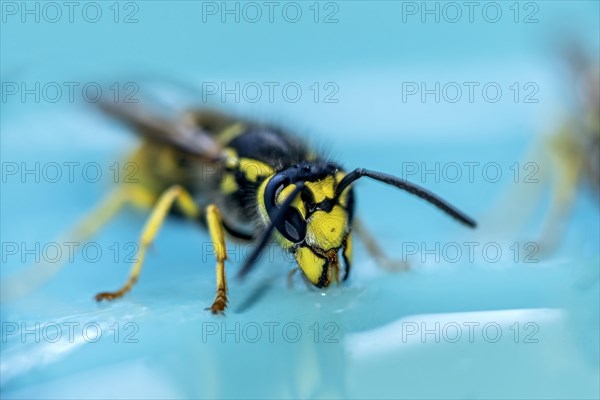 German wasp