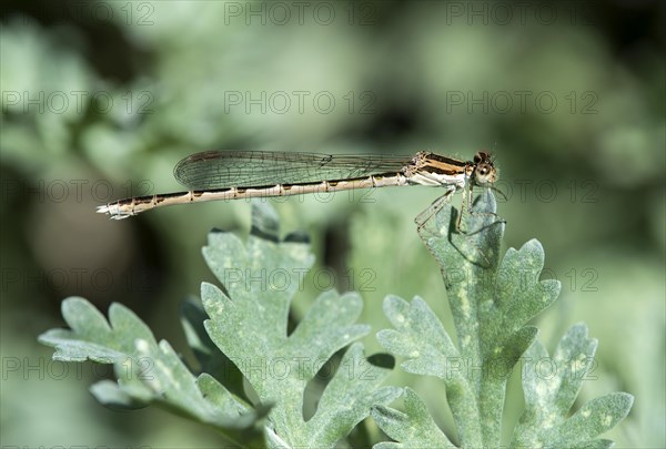 Female