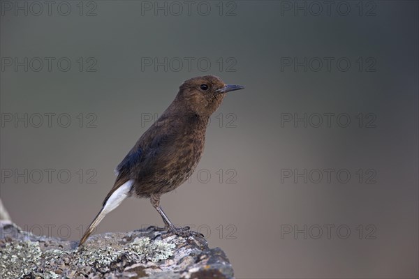 Black Wheatear