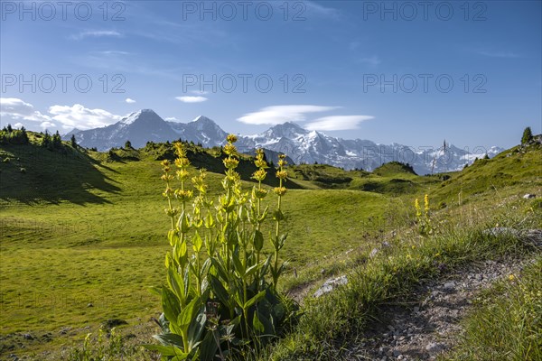 Yellow gentian