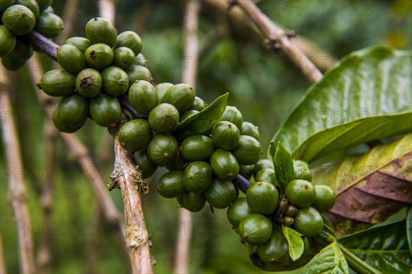 Close up of coffee beans