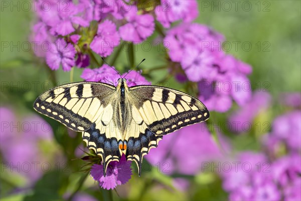 Swallowtail