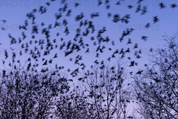 Western jackdaws