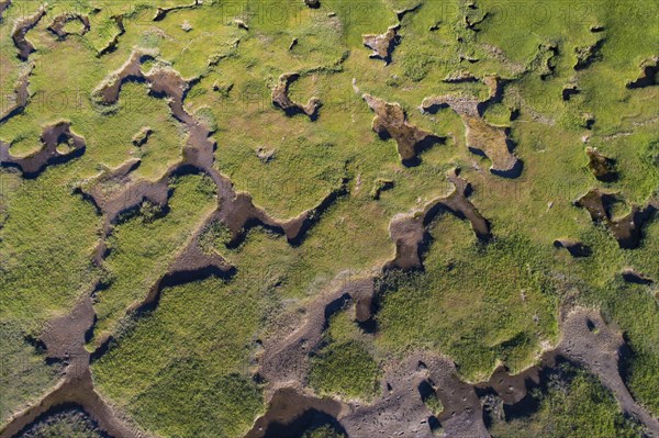 Salt marshes in front of the dike