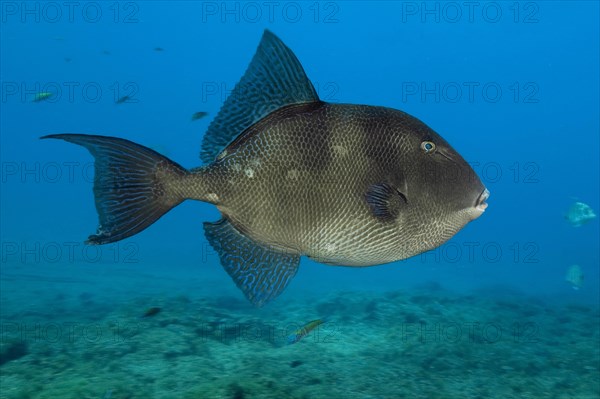 Grey triggerfish