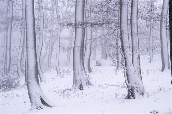 Tree trunks in the snow