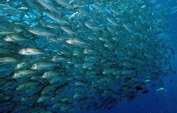 Shoal of bigeye mackerel