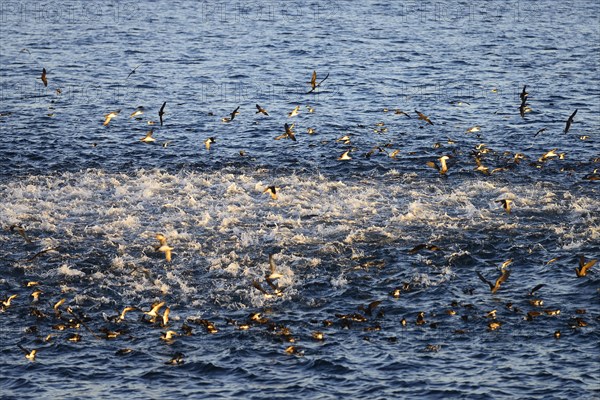 Bubbling sea as seabirds and predators hunt for a school of fish