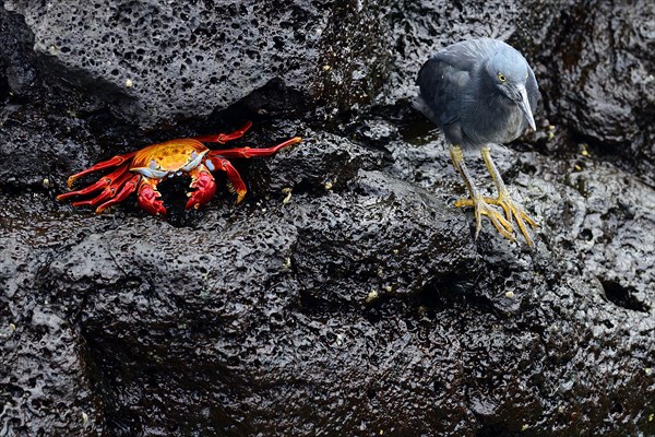 Lava Heron