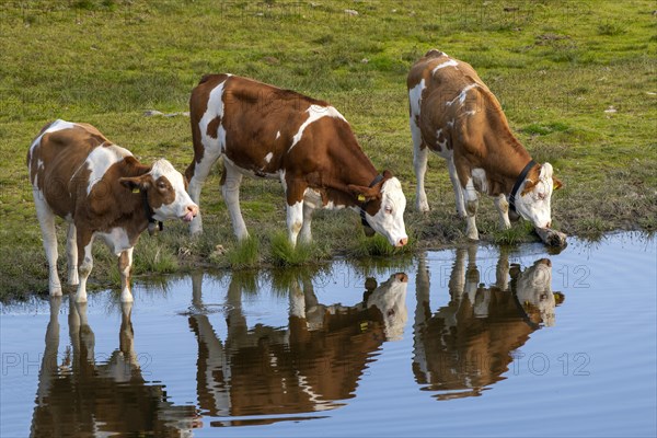 Cows on the alpine pasture