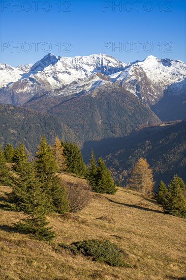 Autumn larch meadows