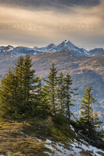 Spruces at Padauner Kogl