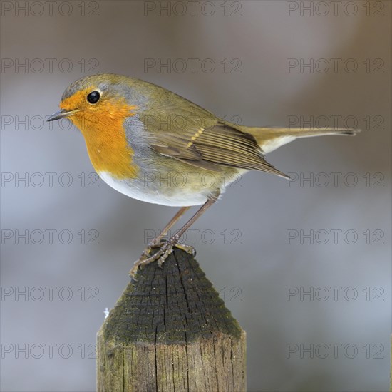 European robin