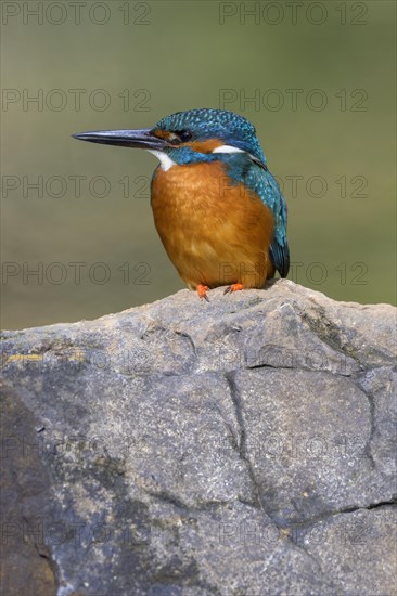 Common kingfisher