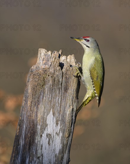 Grey-headed woodpecker