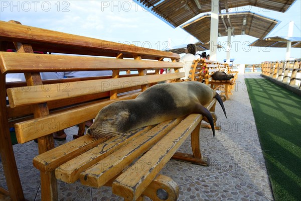 Galapagos sea lion