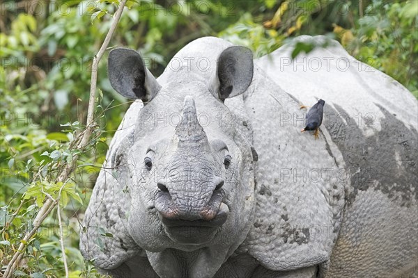 Indian Rhinoceros