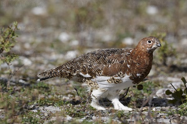 Rock Ptarmigan