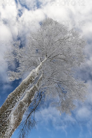 Snowy tree top