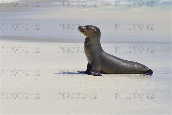 Galapagos sea lion