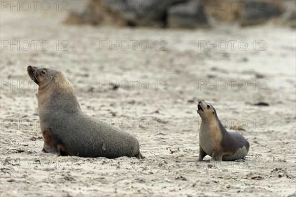 Australian sea lion