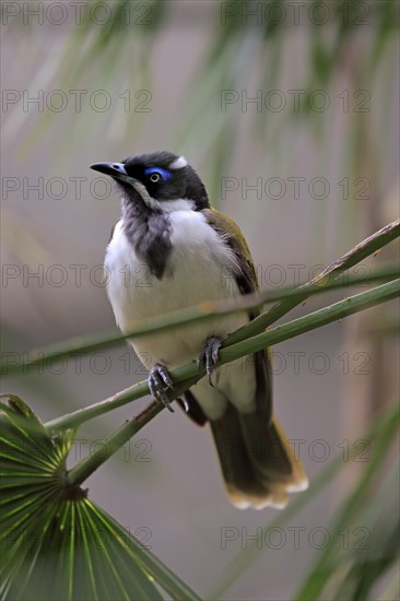 Blue-faced honeyeater