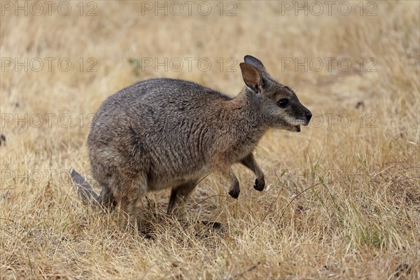 Derby wallaby