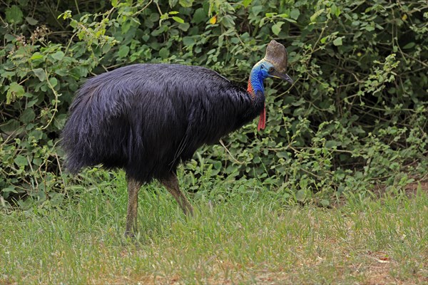 Double-wattled cassowary