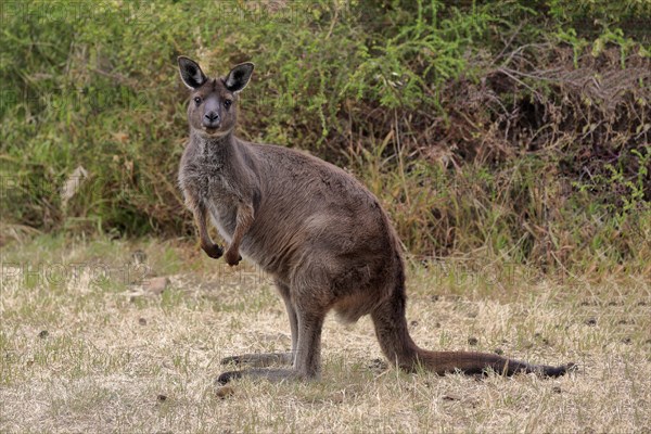 Kangaroo Island kangaroo