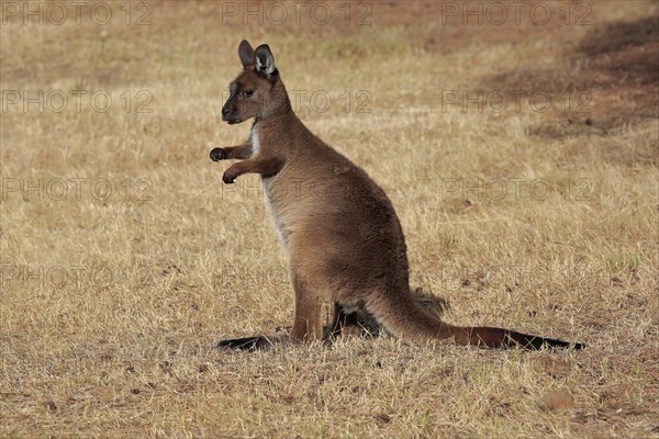 Kangaroo Island kangaroo