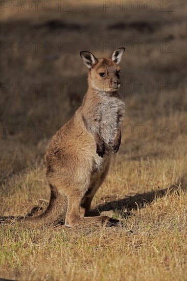 Kangaroo Island kangaroo