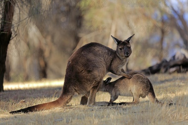 Kangaroo Island grey kangaroo