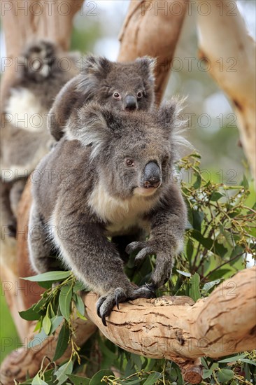 Koalas