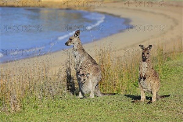 Eastern giant grey kangaroo